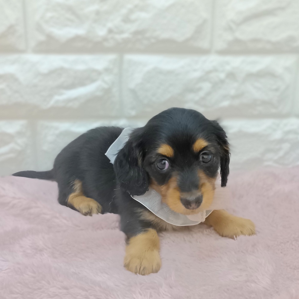 静岡県のミニチュアダックスフンド(ロング) (犬の家＆猫の里アミーゴ浜松和田店/2026年4月19日生まれ/女の子/ブラックタン)の子犬の2枚目の画像