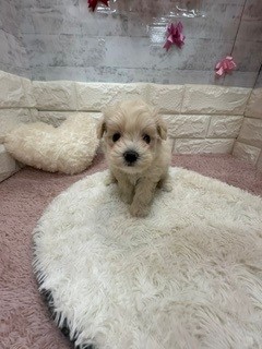 静岡県のマルプー(マルチーズ×プードル) (犬の家＆猫の里プレ葉ウォーク浜北店/2026年4月20日生まれ/女の子/クリーム)の子犬の2枚目の画像
