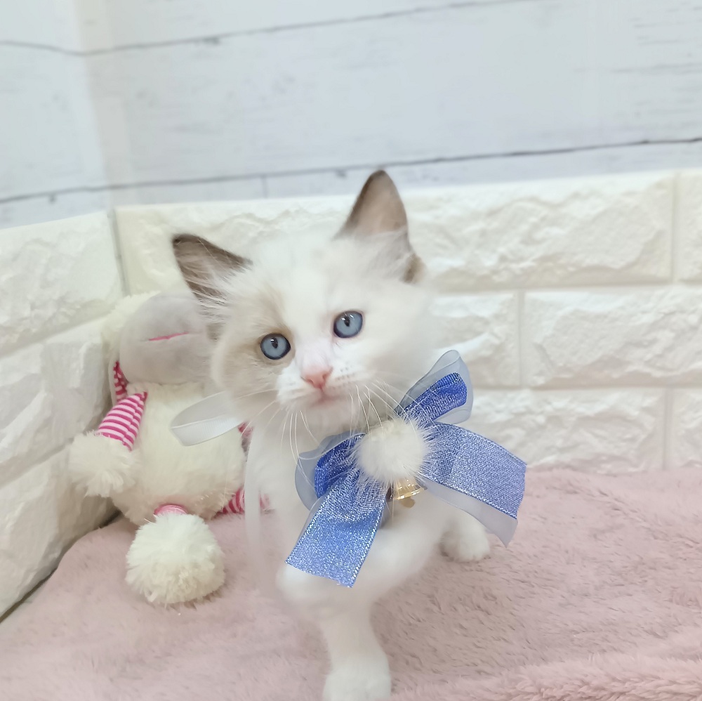 静岡県のラグドール (犬の家＆猫の里アミーゴ浜松和田店/2026年4月20日生まれ/男の子/シールポイントバイカラー)の子猫の2枚目の画像