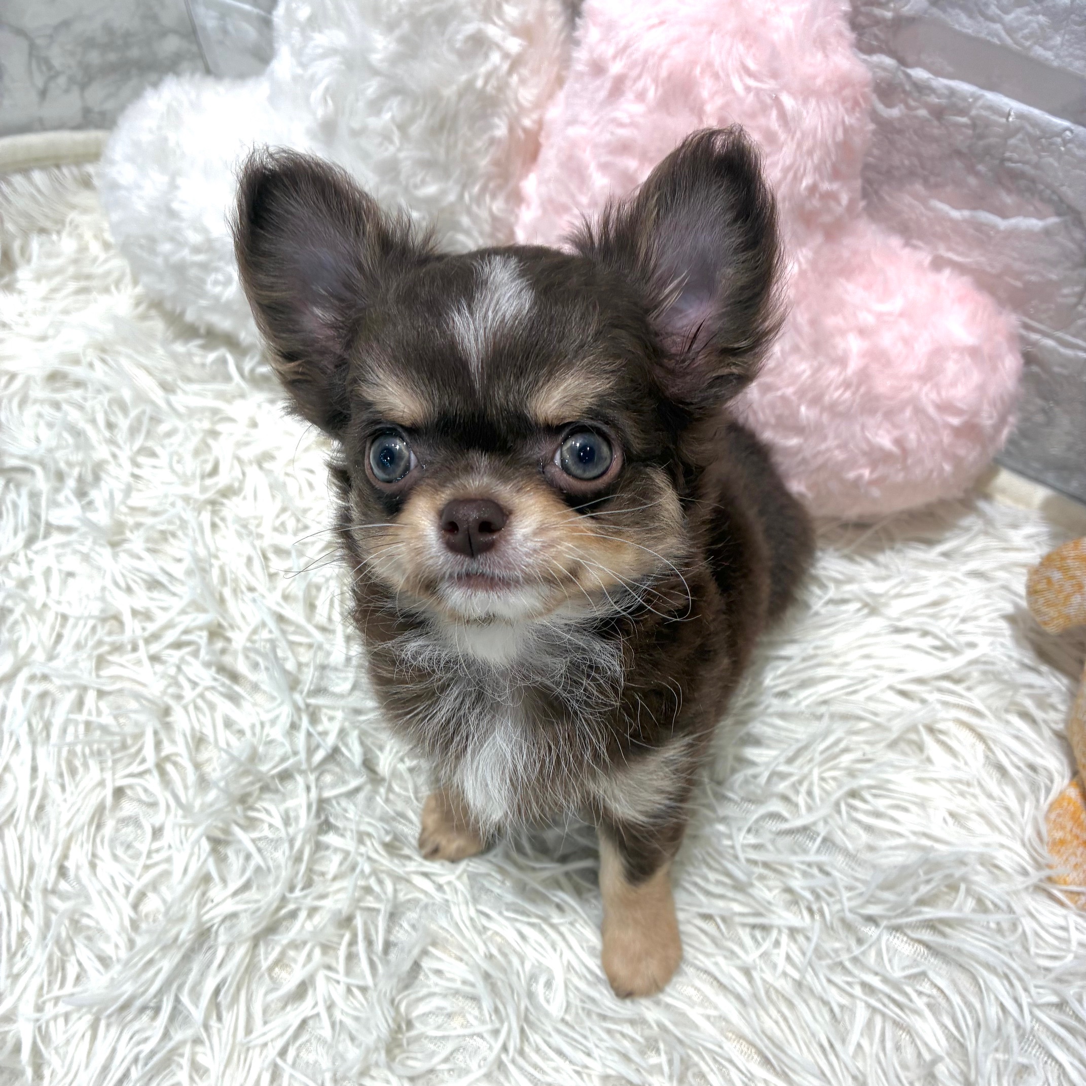 愛知県のチワワ(ロング) (犬の家＆猫の里MiO香久山店/2026年4月20日生まれ/男の子/チョコレートタンホワイト)の子犬の2枚目の画像