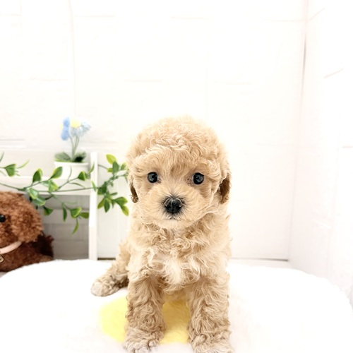 ハーフ犬男の子の写真