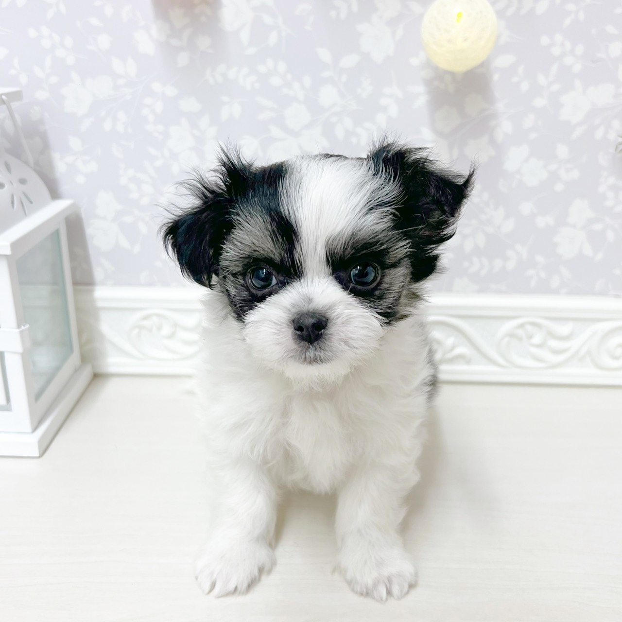 富山県のチワマル/マルチワ(チワワ×マルチーズ) (犬の家＆猫の里アミーゴ山室店/2026年4月20日生まれ/男の子/ホワイトブラック)の子犬の2枚目の画像