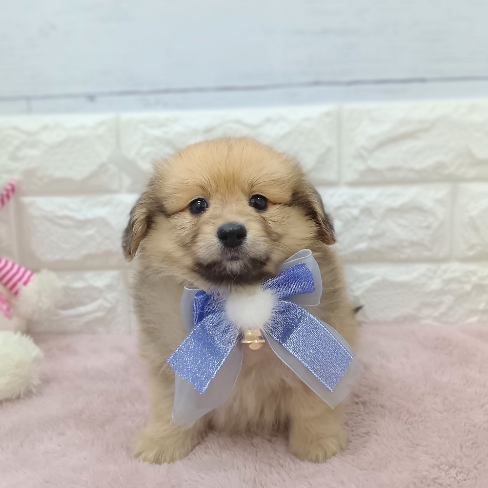 静岡県のポメックス(ポメラニアン×ダックス) (犬の家＆猫の里アミーゴ浜松和田店/2026年4月19日生まれ/男の子/オレンジ)の子犬の2枚目の画像