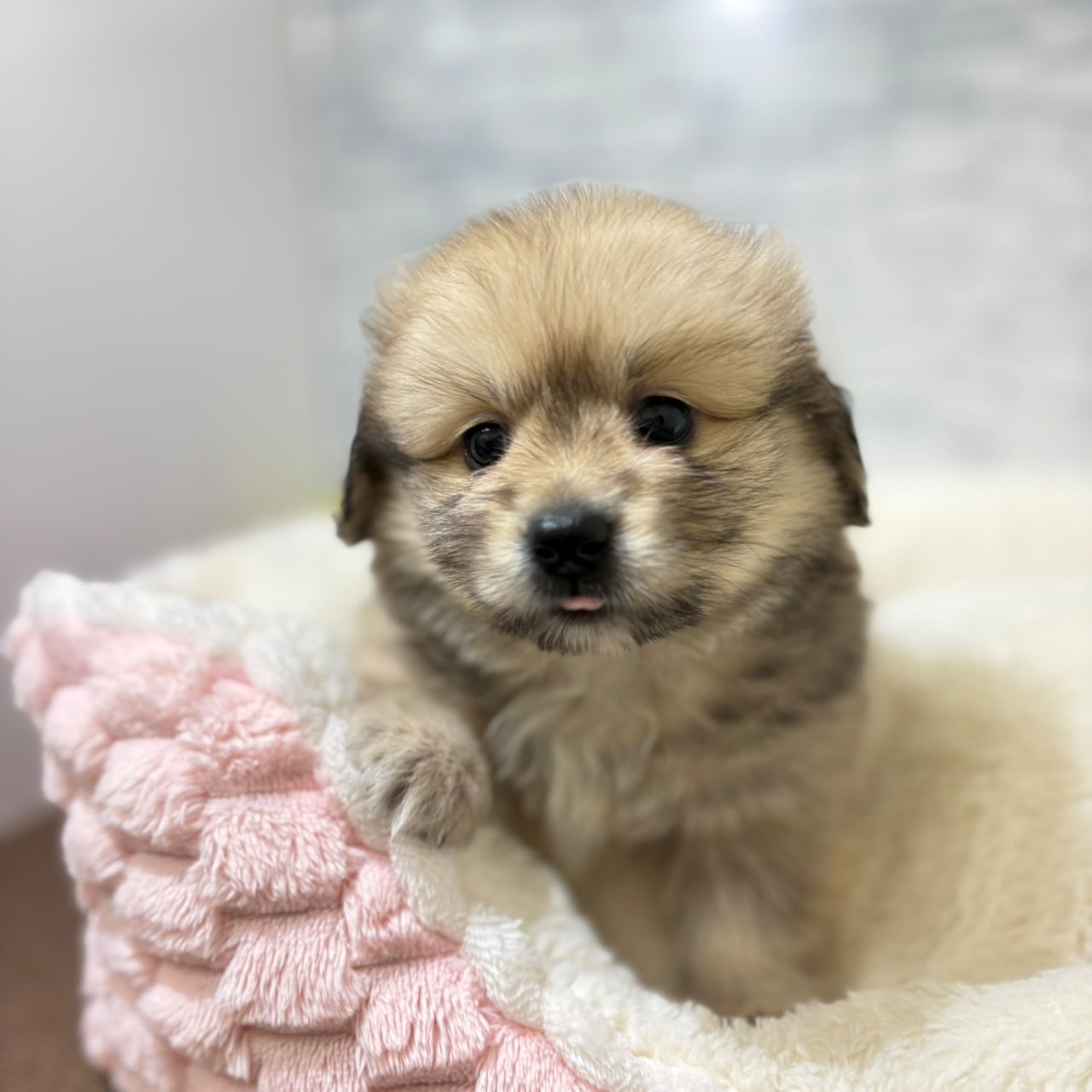 長野県のポメックス(ポメラニアン×ダックス) (犬の家＆猫の里長野店/2026年4月19日生まれ/男の子/オレンジ)の子犬の2枚目の画像