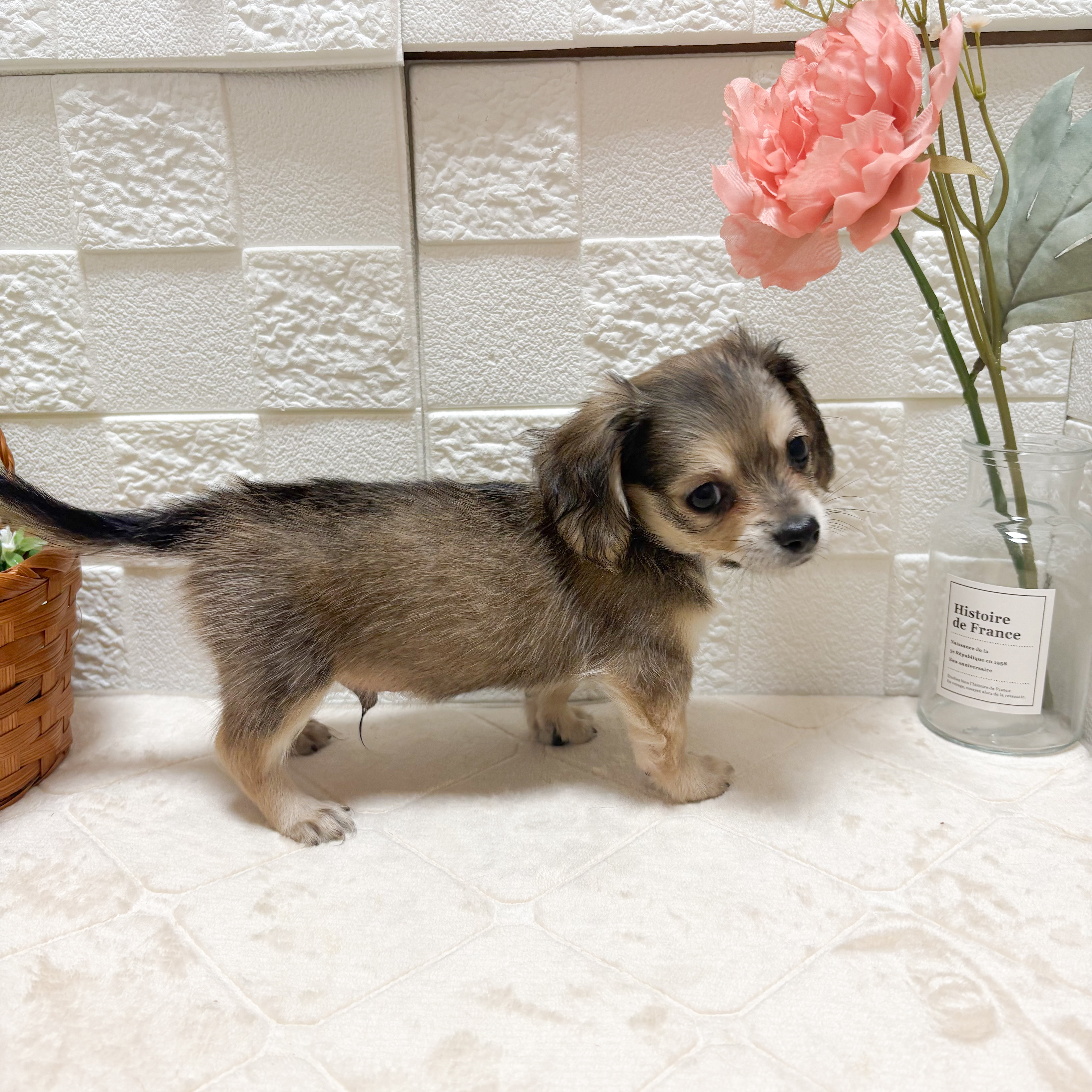 東京都のチワックス(チワワ×ダックス) (犬の家＆猫の里ペットフォレスト小平店/2026年4月21日生まれ/男の子/フォーン)の子犬の2枚目の画像