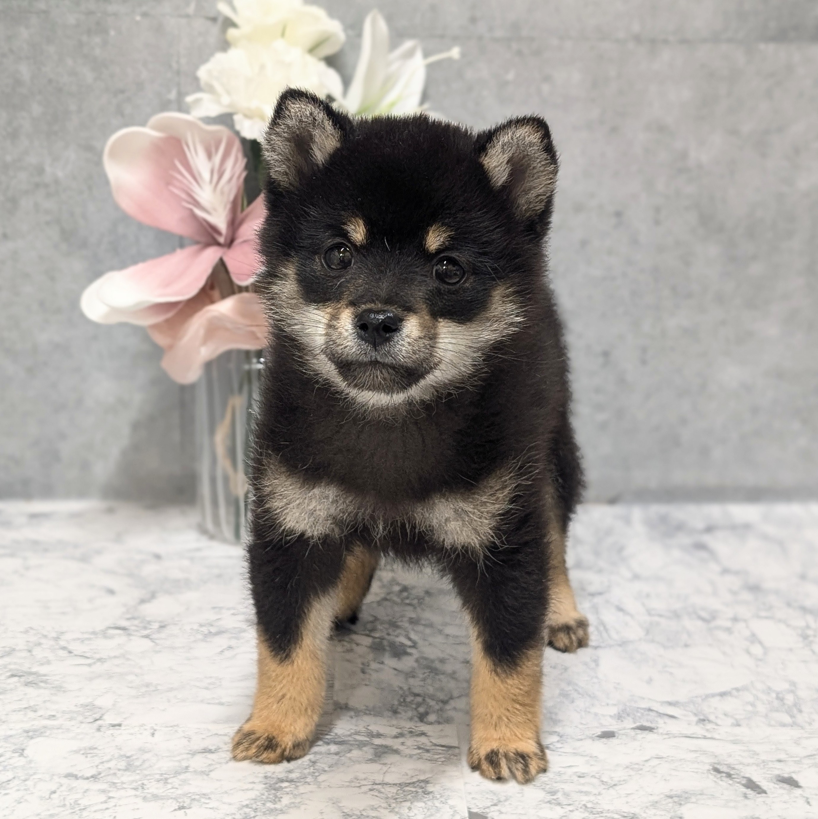 愛知県の豆柴 (犬の家＆猫の里安城店/2026年4月20日生まれ/女の子/黒)の子犬の1枚目の画像