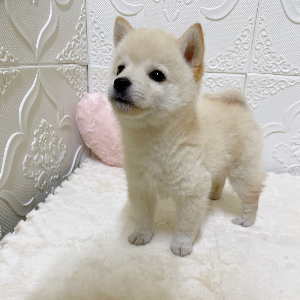 愛知県の豆柴 (犬の家＆猫の里岡崎店/2026年4月20日生まれ/男の子/白)の子犬の2枚目の画像