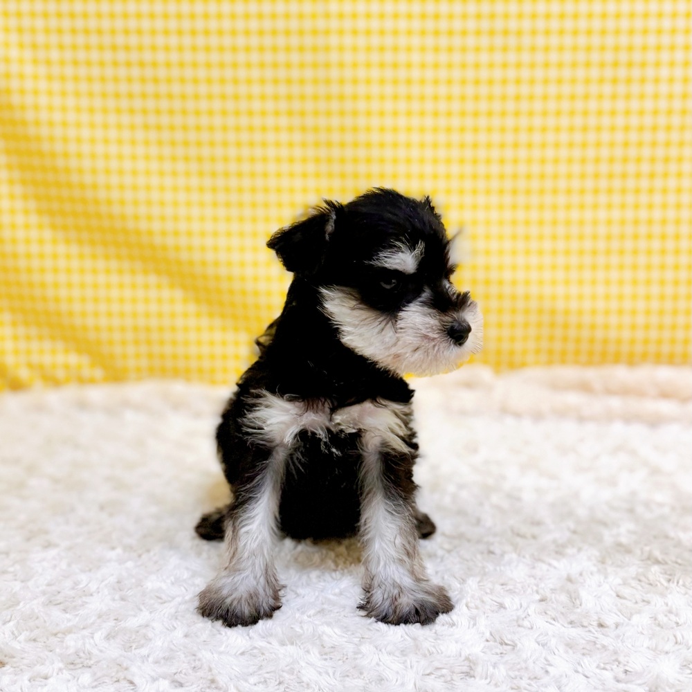 愛知県のミニチュアシュナウザー (犬の家＆猫の里一宮店/2026年4月20日生まれ/男の子/ブラックシルバー)の子犬の2枚目の画像