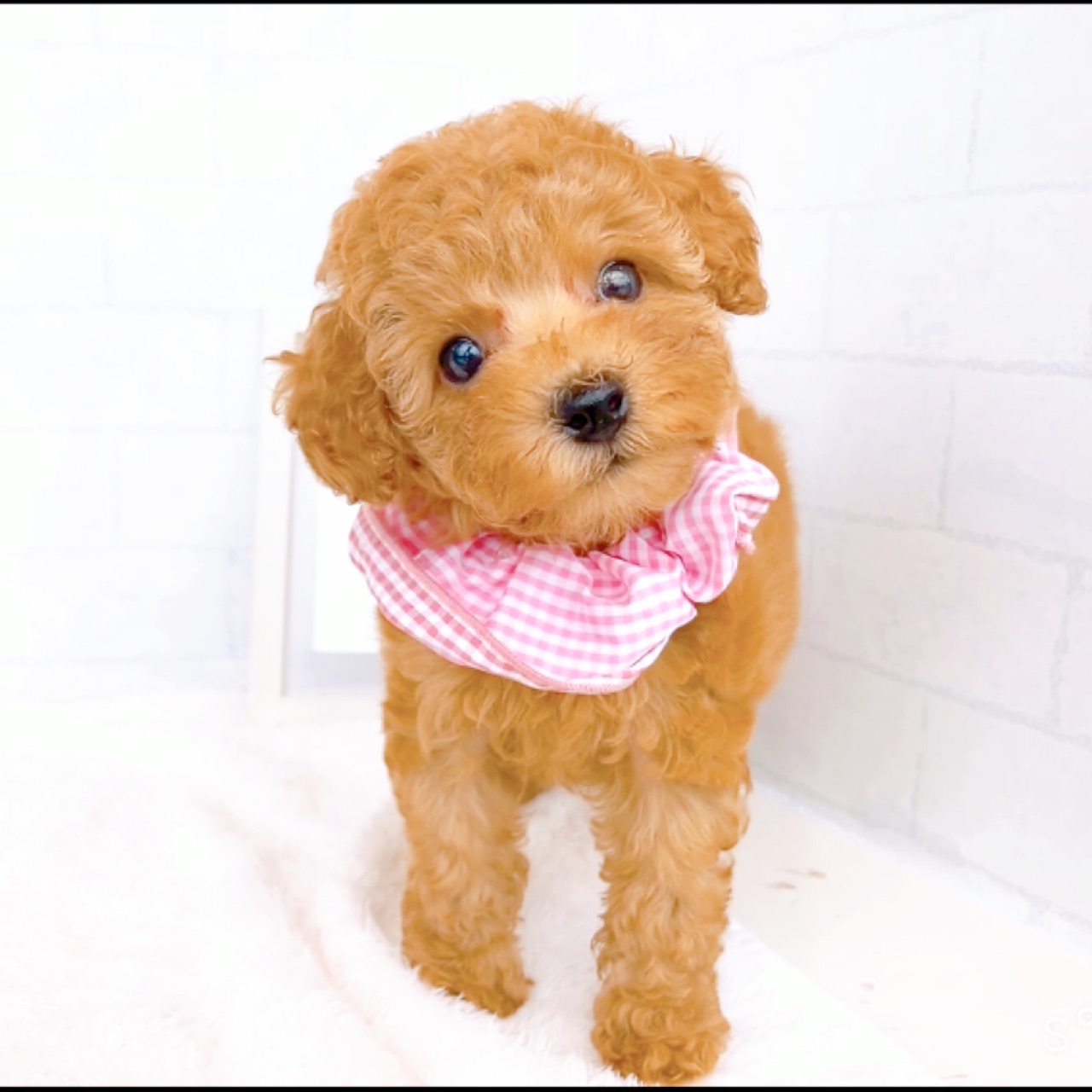 石川県のトイプードル(トイ) (犬の家＆猫の里金沢店/2026年4月19日生まれ/女の子/レッドフォーン)の子犬の2枚目の画像