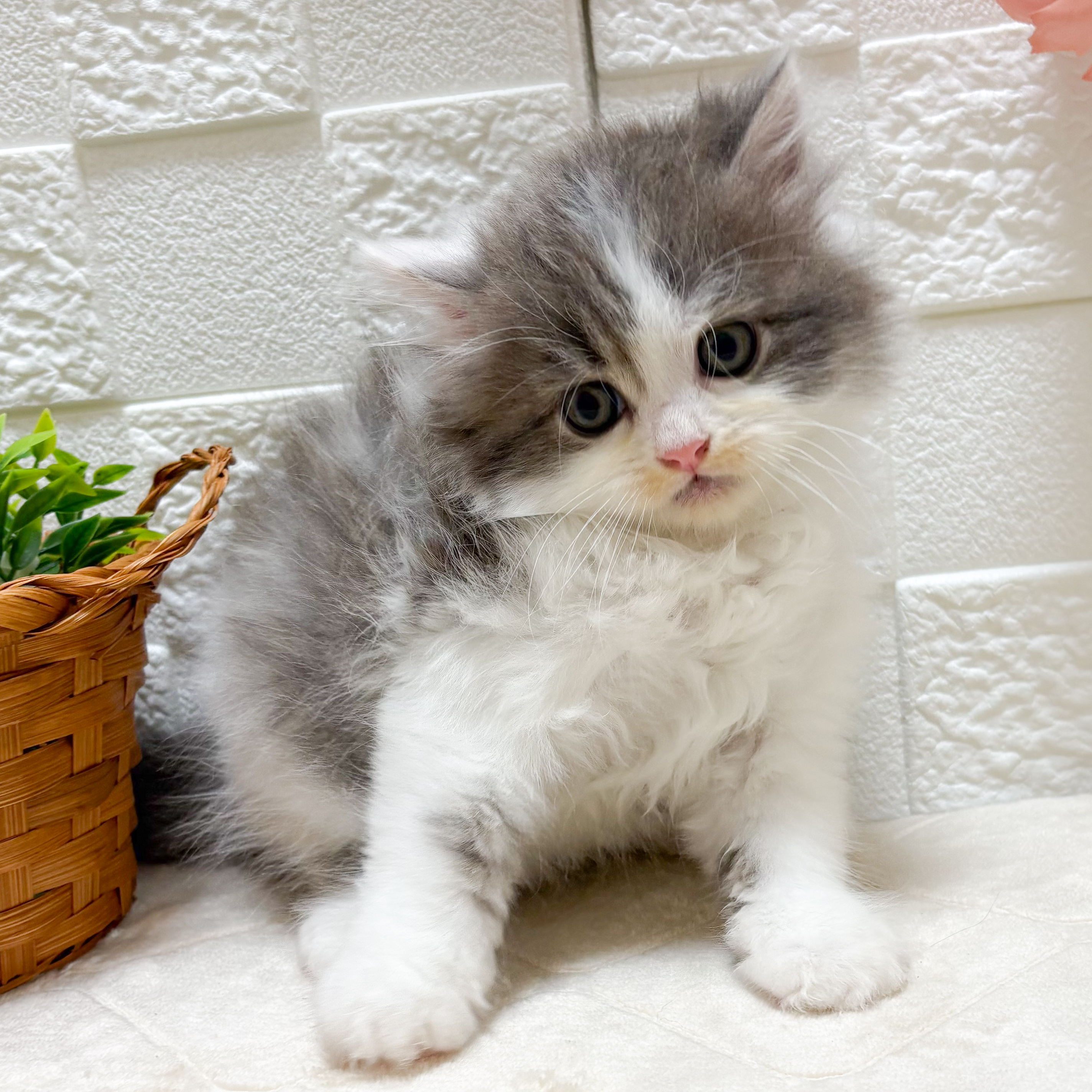 東京都のサイベリアン (犬の家＆猫の里ペットフォレスト小平店/2026年4月20日生まれ/男の子/ブルータビーホワイト)の子猫の2枚目の画像