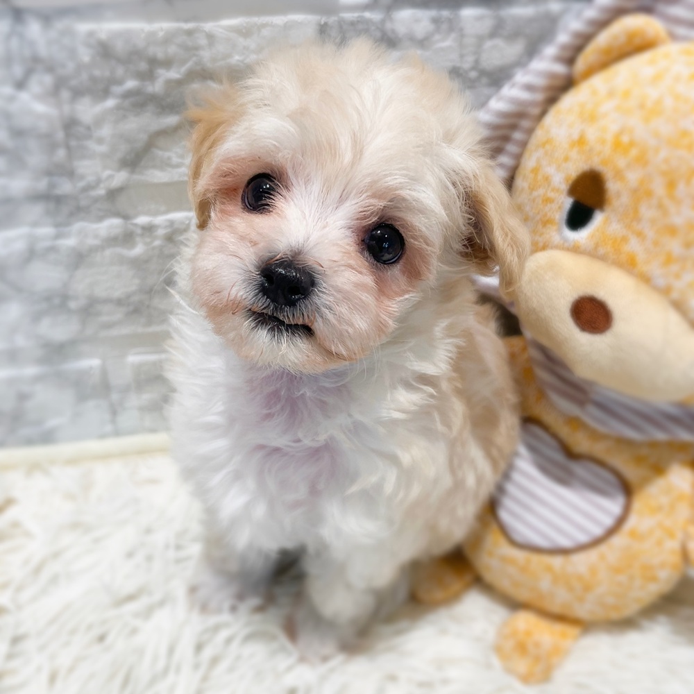 愛知県のマルプー(マルチーズ×プードル) (犬の家＆猫の里MiO香久山店/2026年4月21日生まれ/女の子/ホワイト)の子犬の2枚目の画像