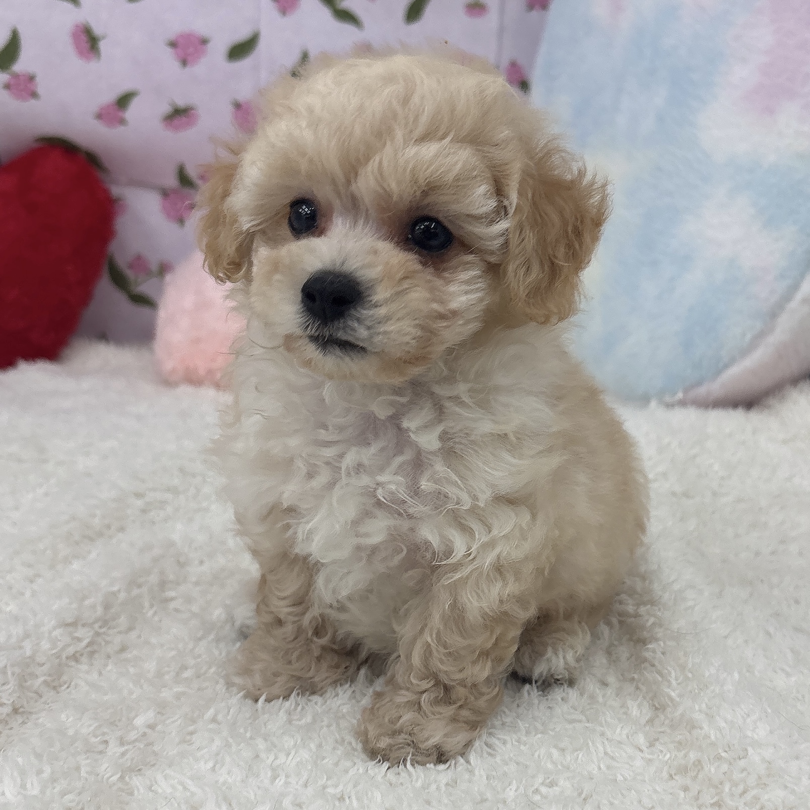 愛知県のビションプー(ビションフリーゼ×プードル) (犬の家＆猫の里エアポートウォーク店/2026年4月20日生まれ/男の子/アプリコット)の子犬の1枚目の画像
