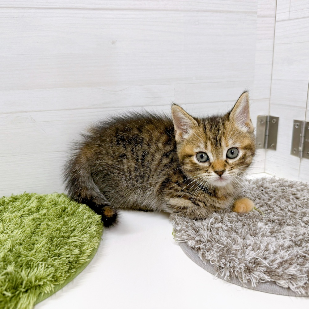 石川県のスコティッシュストレート (犬の家＆猫の里アミーゴ金沢おこばた店/2026年4月20日生まれ/女の子/ブラウンタビー)の子猫の2枚目の画像