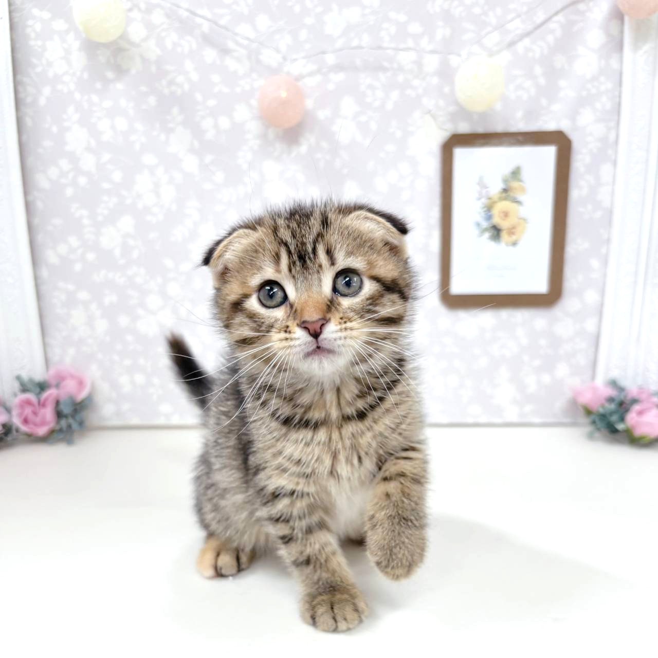 富山県のスコティッシュフォールド (犬の家＆猫の里アミーゴ高岡蓮花寺店/2026年4月20日生まれ/女の子/ブラウンタビー)の子猫の2枚目の画像