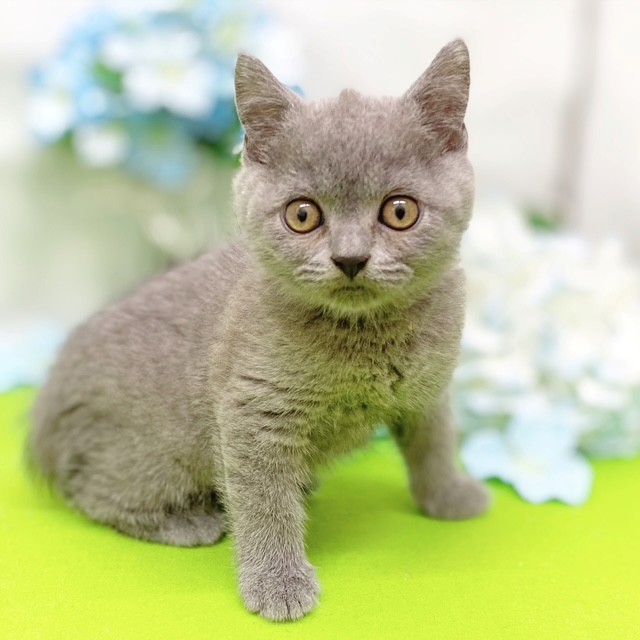 短毛シュシュ(カントリーパッチワークブルー)わんちゃん猫ちゃん用 静岡県のブリティッシュショートヘア ブルー 女の子のご紹介(206398