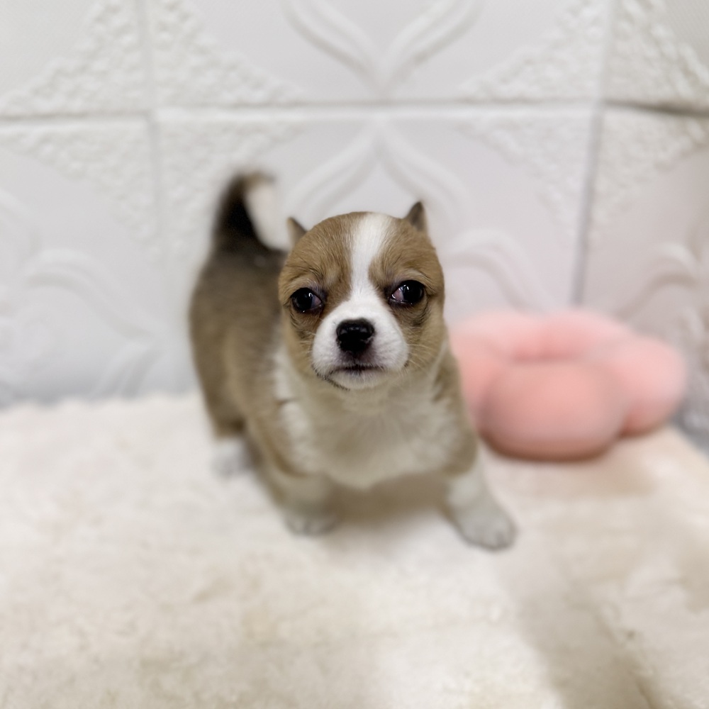 愛知県のチワコーギー(チワワ×コーギー) (犬の家＆猫の里岡崎店/2026年4月16日生まれ/女の子/セーブルホワイト)の子犬の2枚目の画像