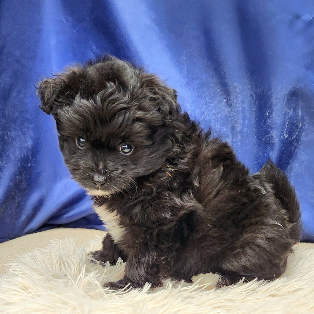岐阜県のポメプー(ポメラニアン×プードル) (犬の家＆猫の里中津川店/2026年4月21日生まれ/女の子/ブラックホワイト)の子犬の1枚目の画像