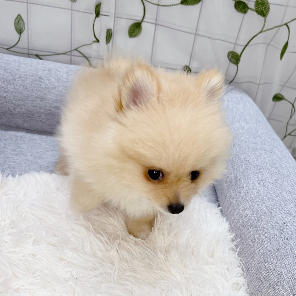 長野県のポメラニアン (犬の家＆猫の里塩尻店/2026年4月19日生まれ/男の子/オレンジ)の子犬の2枚目の画像