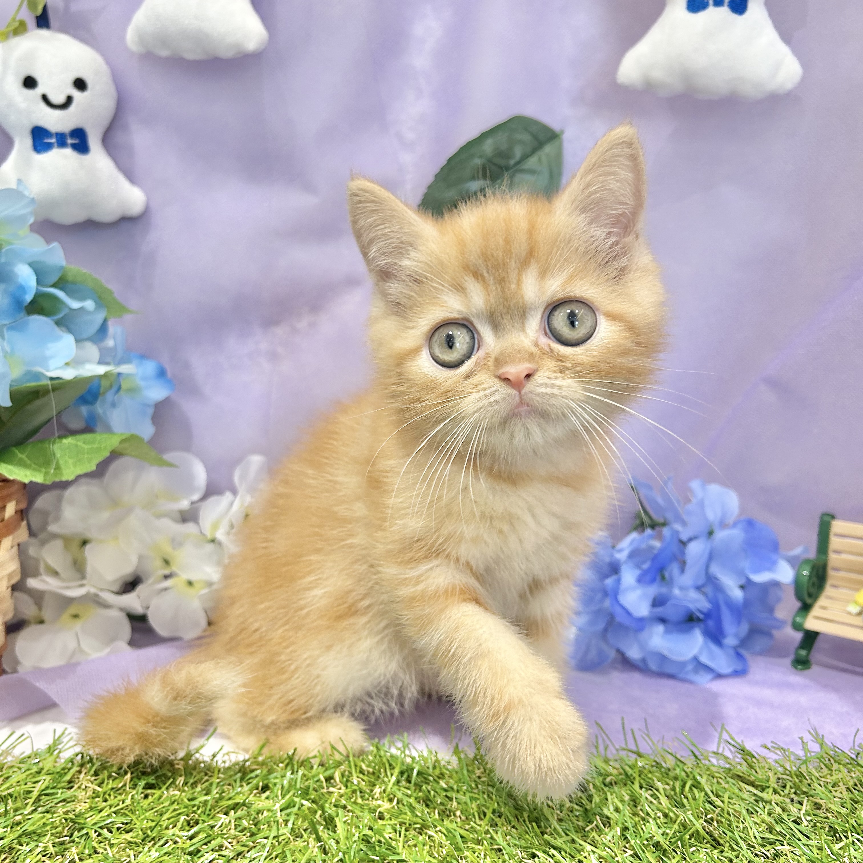 福岡県のエキゾチック (犬の家＆猫の里くりえいと宗像店/2026年4月20日生まれ/男の子/レッドタビー)の子猫の2枚目の画像