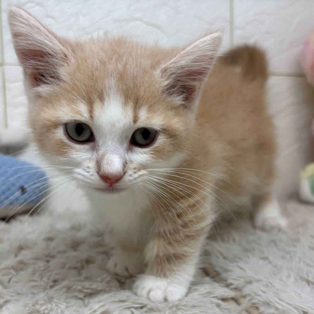 兵庫県のマンチカン (犬の家＆猫の里ゆめタウン姫路店/2026年4月17日生まれ/男の子/クリームタビーホワイト)の子猫の2枚目の画像