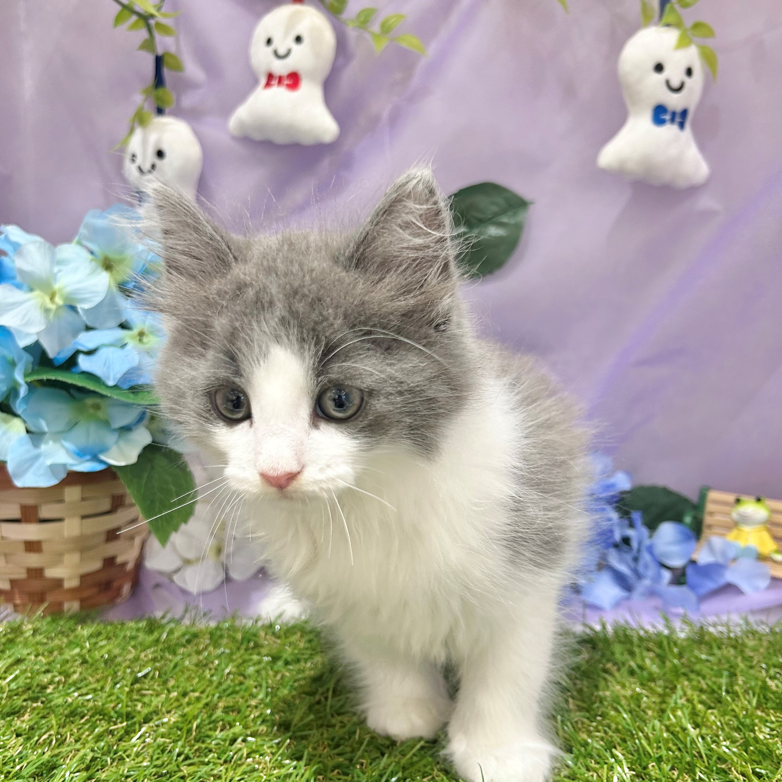 福岡県のノルウェージャンフォレストキャット (犬の家＆猫の里くりえいと宗像店/2026年4月19日生まれ/男の子/ブルータビーホワイト)の子猫の2枚目の画像