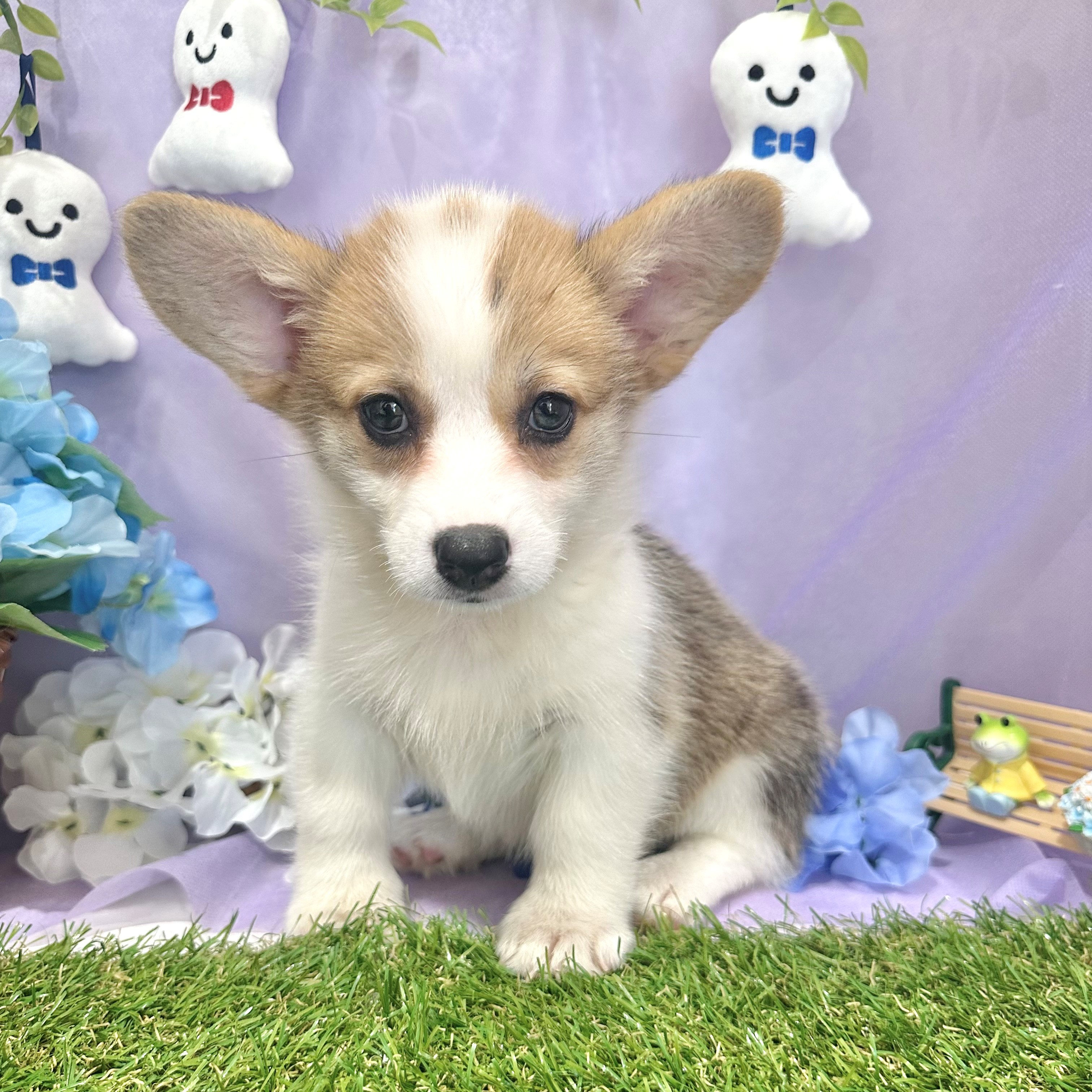 福岡県のウェルシュコーギーペンブローク (犬の家＆猫の里くりえいと宗像店/2026年4月17日生まれ/女の子/レッドホワイト)の子犬の2枚目の画像