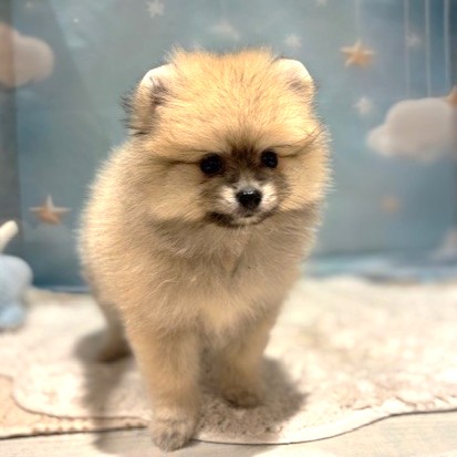 福岡県のポメラニアン (犬の家＆猫の里トリアス久山店/2026年4月20日生まれ/女の子/クリームセーブル)の子犬の2枚目の画像