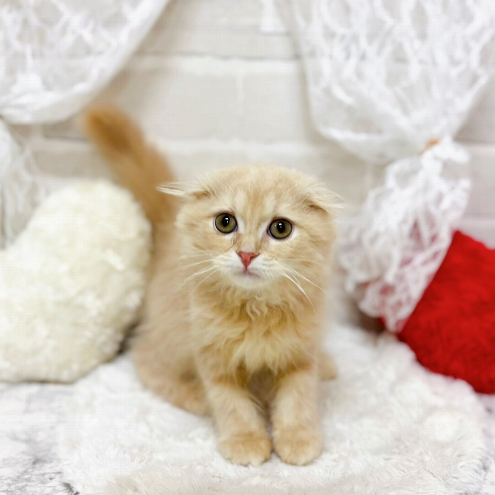 京都府のスコティッシュフォールド (犬の家＆猫の里京都精華店/2026年4月16日生まれ/男の子/クリームタビー)の子猫の1枚目の画像