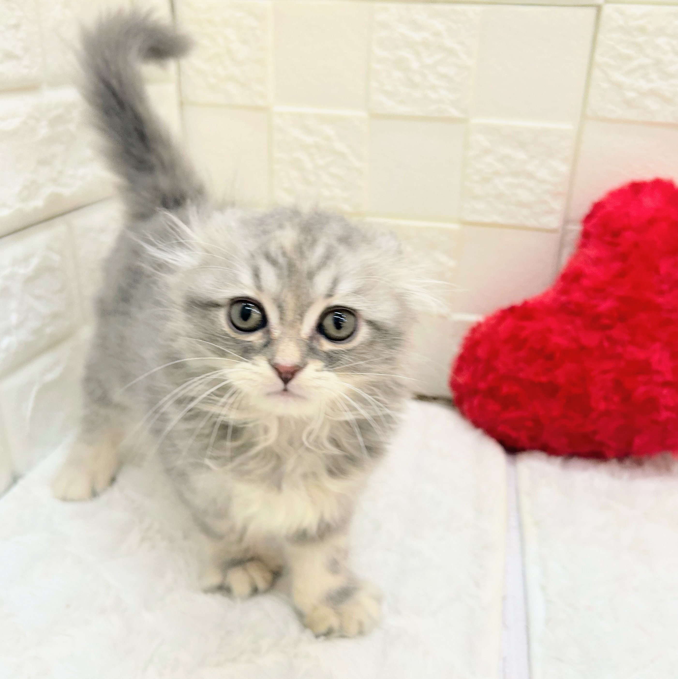 愛知県のスコティッシュフォールド (犬の家＆猫の里アミーゴ神の倉店/2026年4月16日生まれ/女の子/ブルーパッチドタビーホワイト)の子猫の2枚目の画像