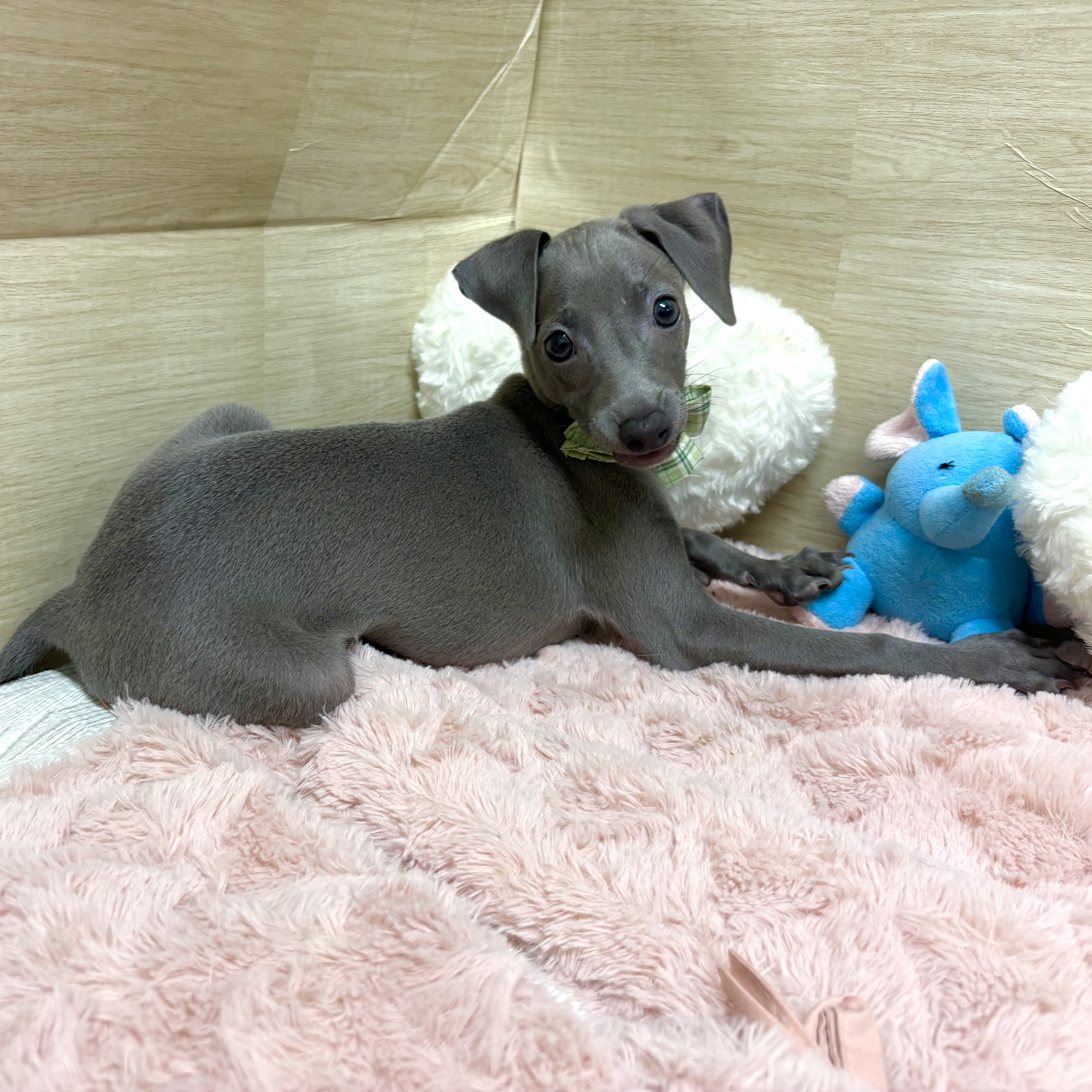 大阪府のイタリアングレーハウンド (犬の家＆猫の里そよら東岸和田店/2026年4月19日生まれ/男の子/ブルー、ホワイトマーキング)の子犬の2枚目の画像