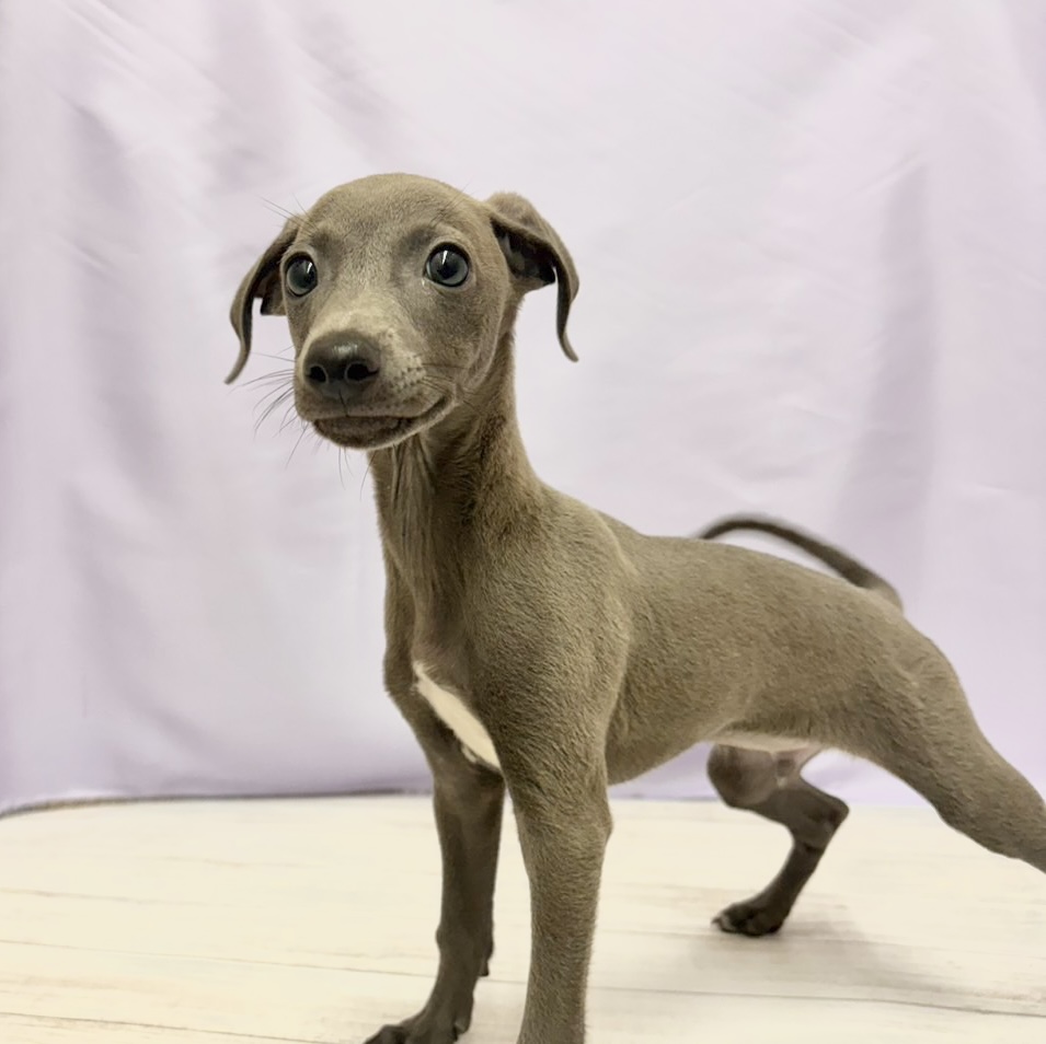 兵庫県のイタリアングレーハウンド (犬の家＆猫の里尼崎店/2026年4月19日生まれ/男の子/ブルー、ホワイトマーキング)の子犬の2枚目の画像