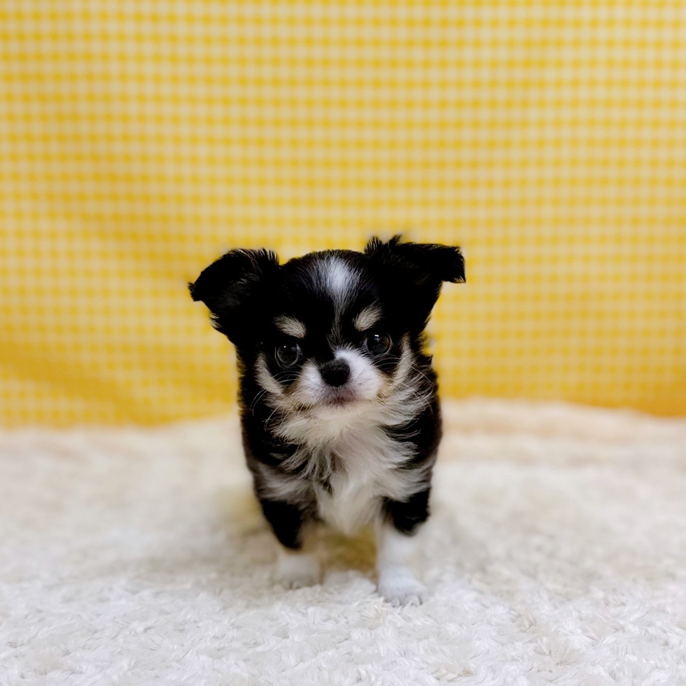 愛知県のチワワ(ロング) (犬の家＆猫の里一宮店/2026年4月16日生まれ/女の子/ブラックタンホワイト)の子犬の2枚目の画像