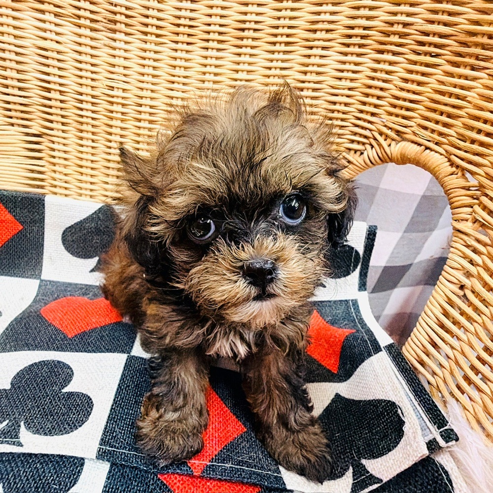 愛知県のプーズー/プーシーズ(プードル×シーズー) (犬の家＆猫の里名古屋天白店/2026年4月21日生まれ/女の子/ブラウン)の子犬の2枚目の画像