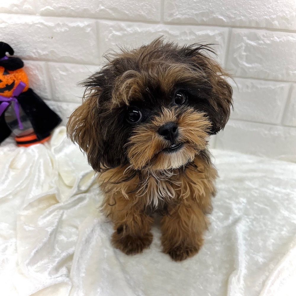 愛知県のプーズー/プーシーズ(プードル×シーズー) (犬の家＆猫の里名古屋天白店/2026年4月21日生まれ/女の子/ブラウン)の子犬の2枚目の画像