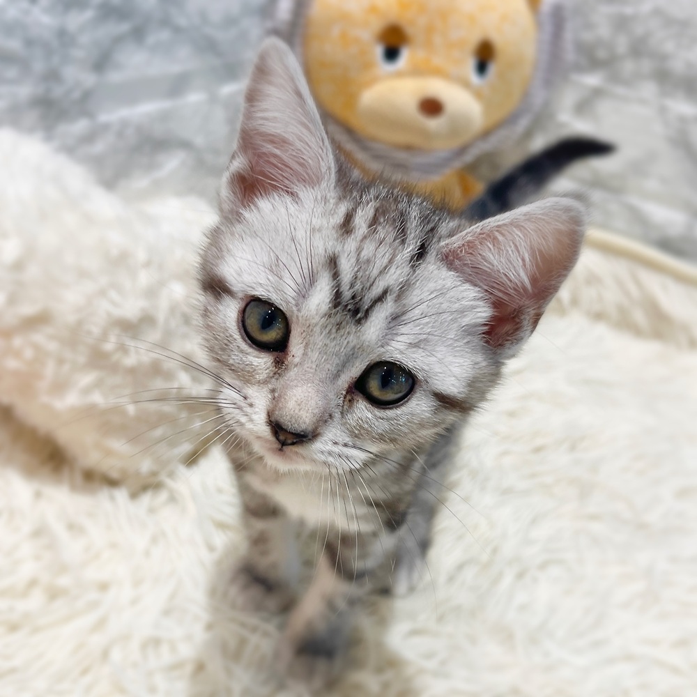 愛知県のアメリカンショートヘアー (犬の家＆猫の里MiO香久山店/2026年4月21日生まれ/女の子/シルバータビー)の子猫の2枚目の画像