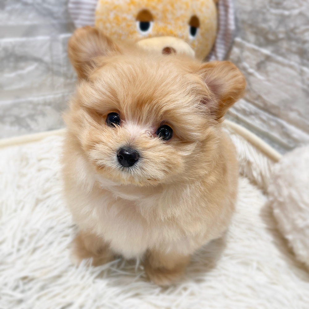 愛知県のポメプー(ポメラニアン×プードル) (犬の家＆猫の里MiO香久山店/2026年4月16日生まれ/女の子/アプリコット)の子犬の2枚目の画像