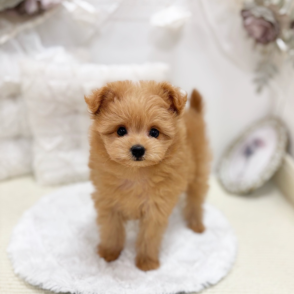 ハーフ犬女の子の写真