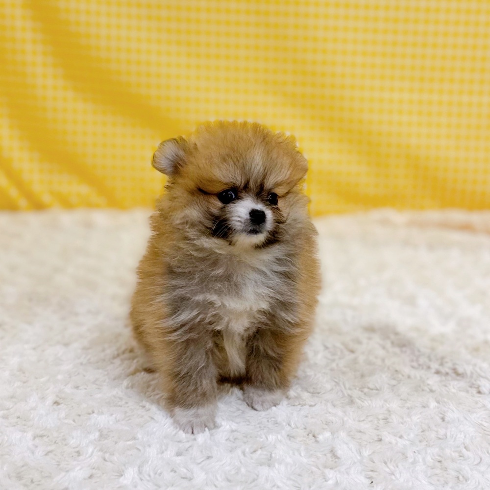 愛知県のポメラニアン (犬の家＆猫の里一宮店/2026年4月21日生まれ/女の子/オレンジセーブル)の子犬の2枚目の画像