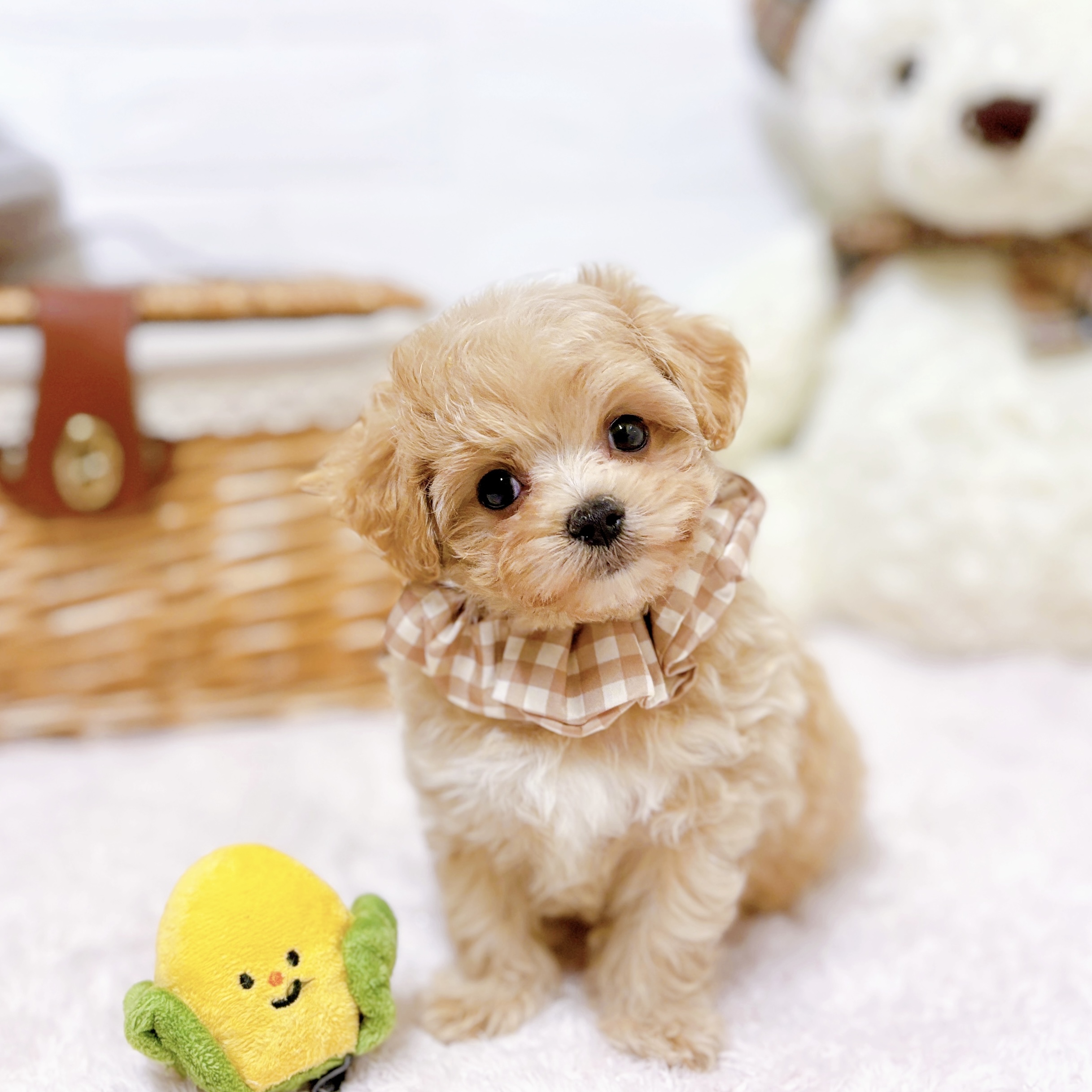 ハーフ犬女の子の写真
