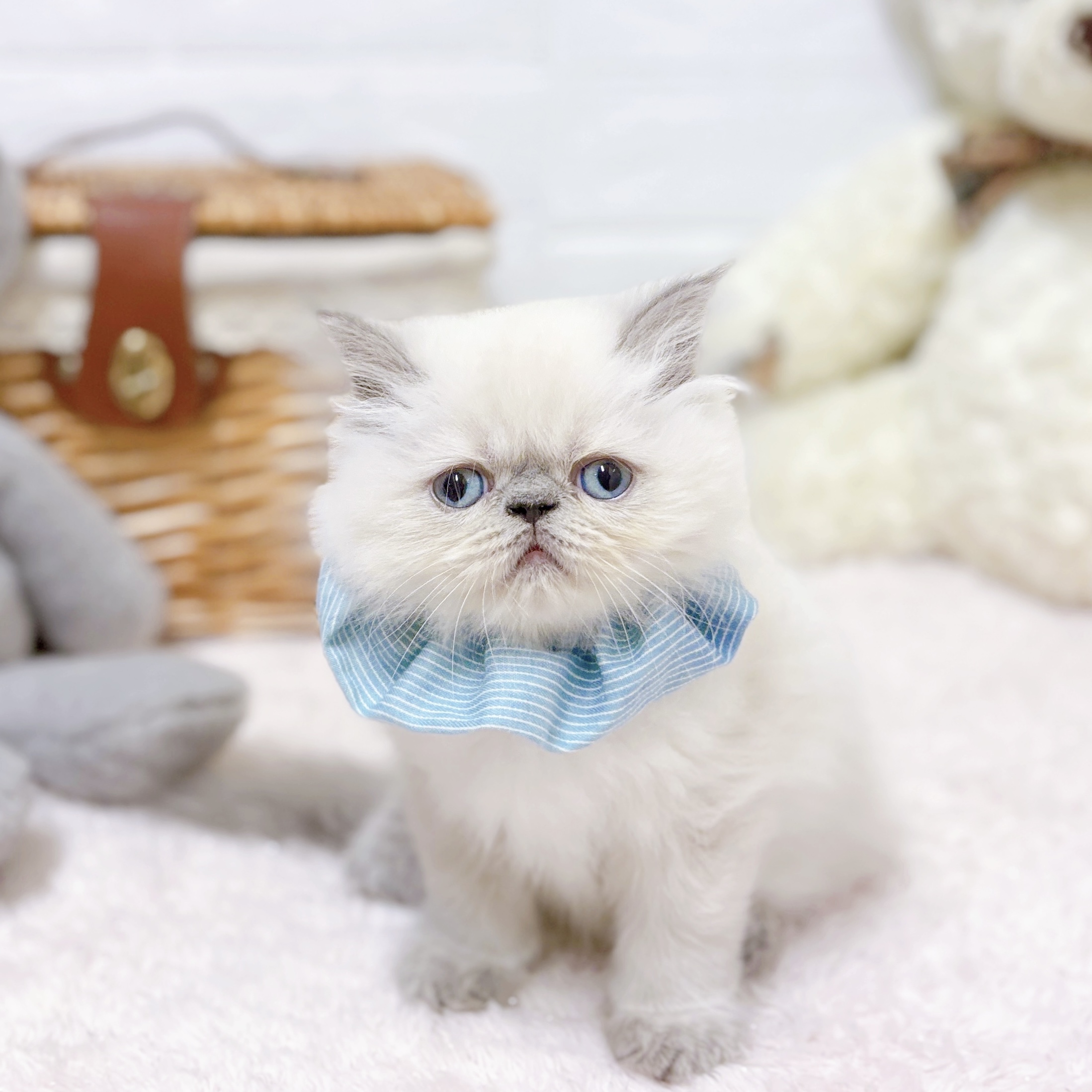 ヒマラヤンの子猫を価格や特徴で探す|ペットショップ探すならペットミー