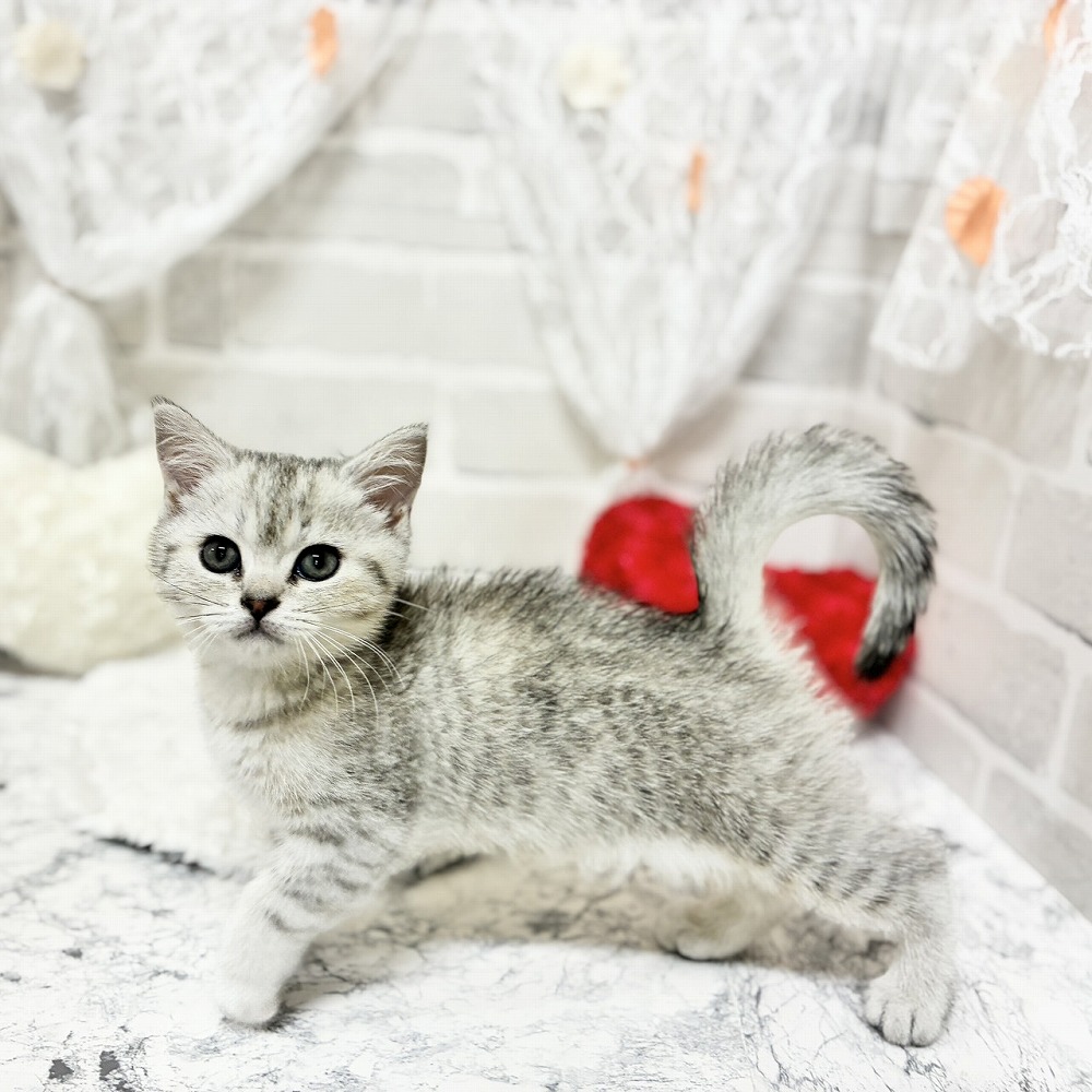 京都府のブリティッシュショートヘアー (犬の家＆猫の里京都精華店/2026年4月21日生まれ/女の子/シルバーマッカレルタビー)の子猫の2枚目の画像