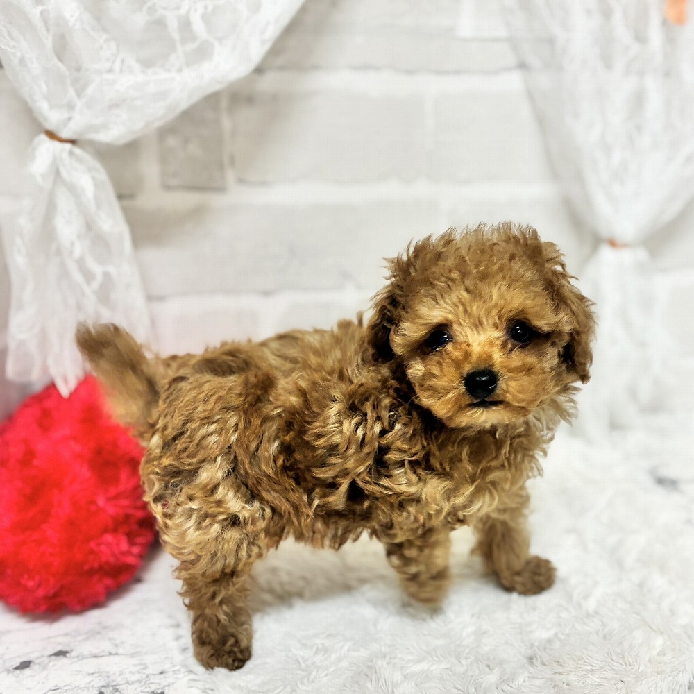 京都府のトイプードル(トイ) (犬の家＆猫の里京都精華店/2026年4月22日生まれ/男の子/レッドフォーン)の子犬の2枚目の画像