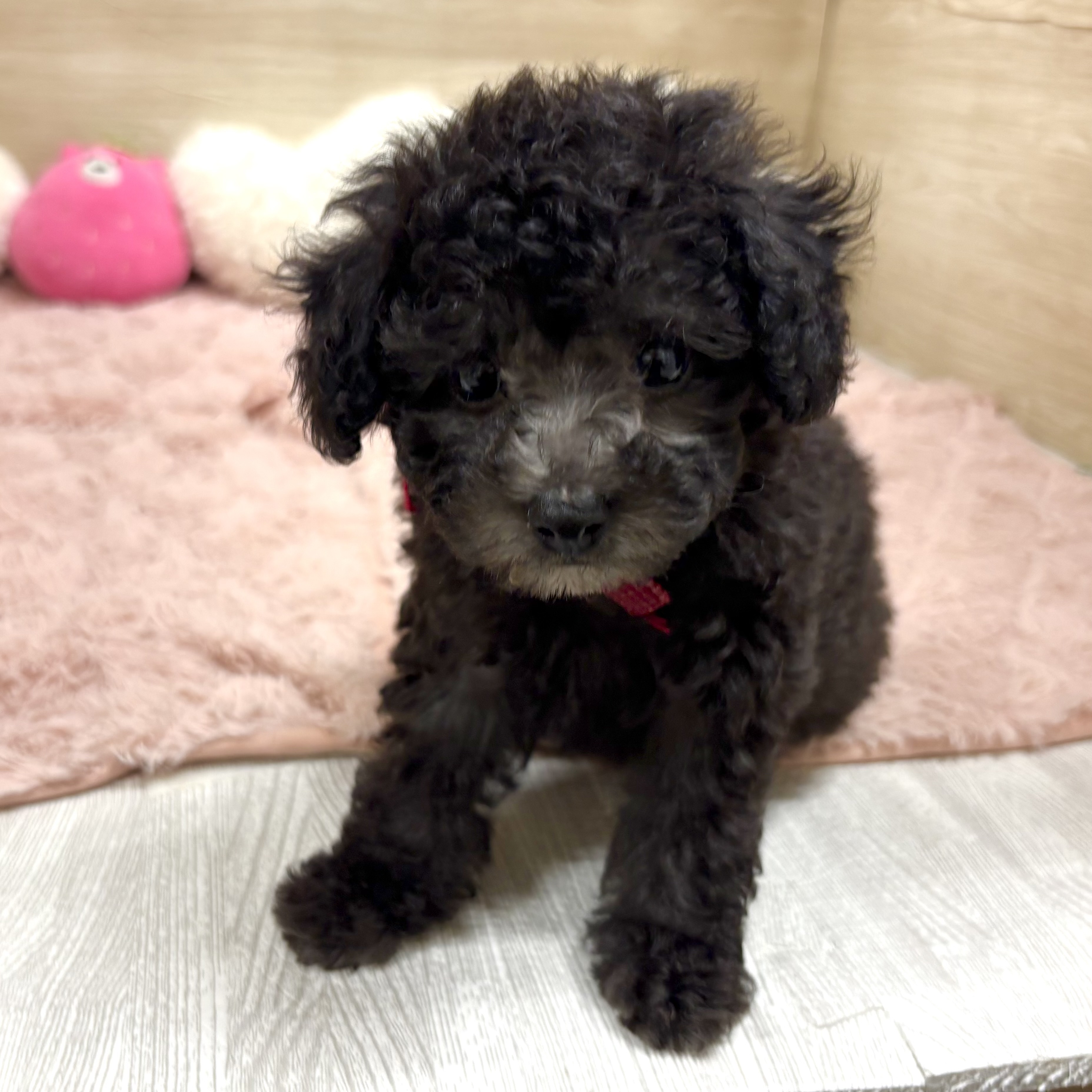 大阪府のトイプードル(トイ) (犬の家＆猫の里そよら東岸和田店/2026年4月22日生まれ/女の子/グレー)の子犬の2枚目の画像