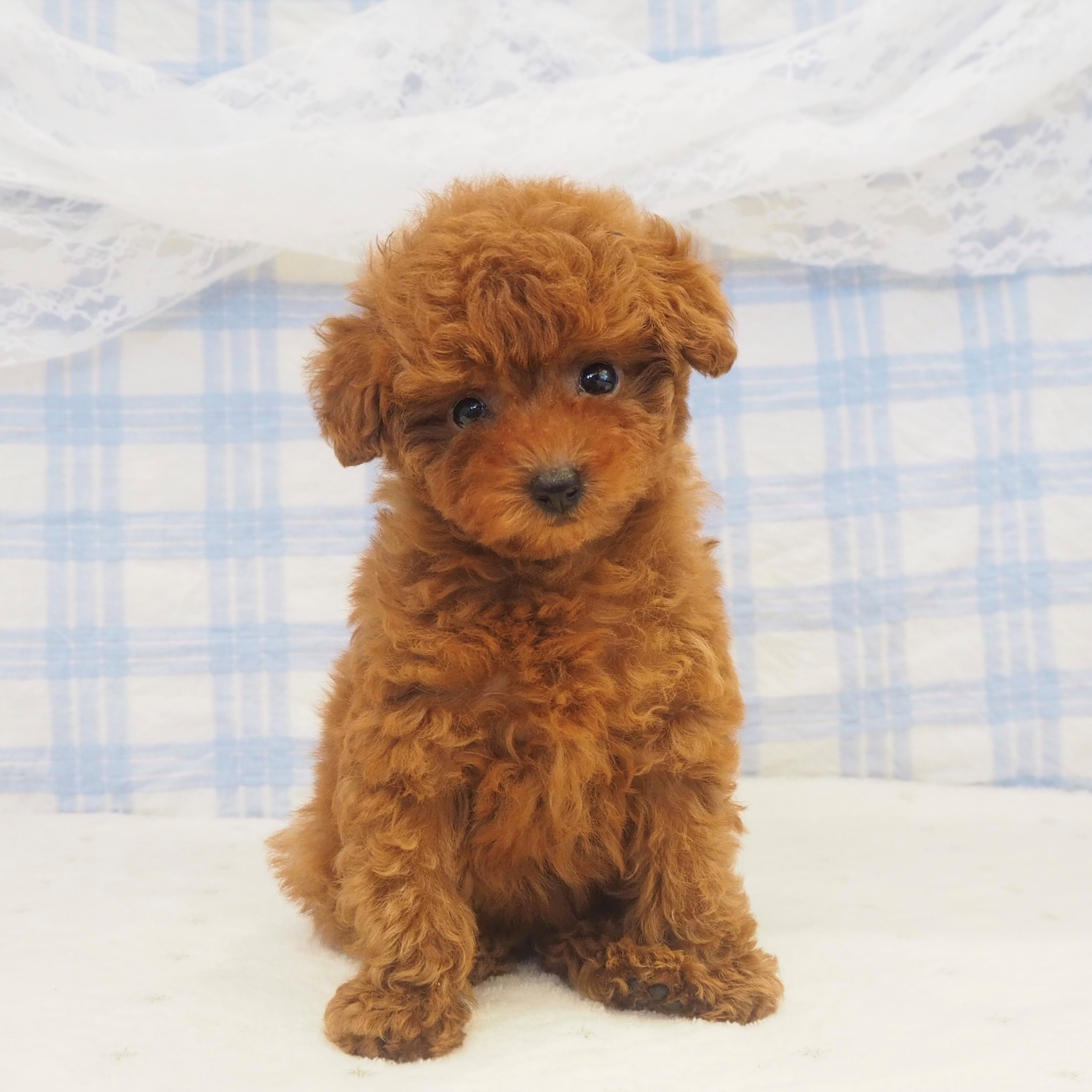 大阪府のトイプードル(タイニー) (犬の家＆猫の里もりのみやキューズモールBASE店/2026年4月20日生まれ/女の子/レッドフォーン)の子犬の1枚目の画像