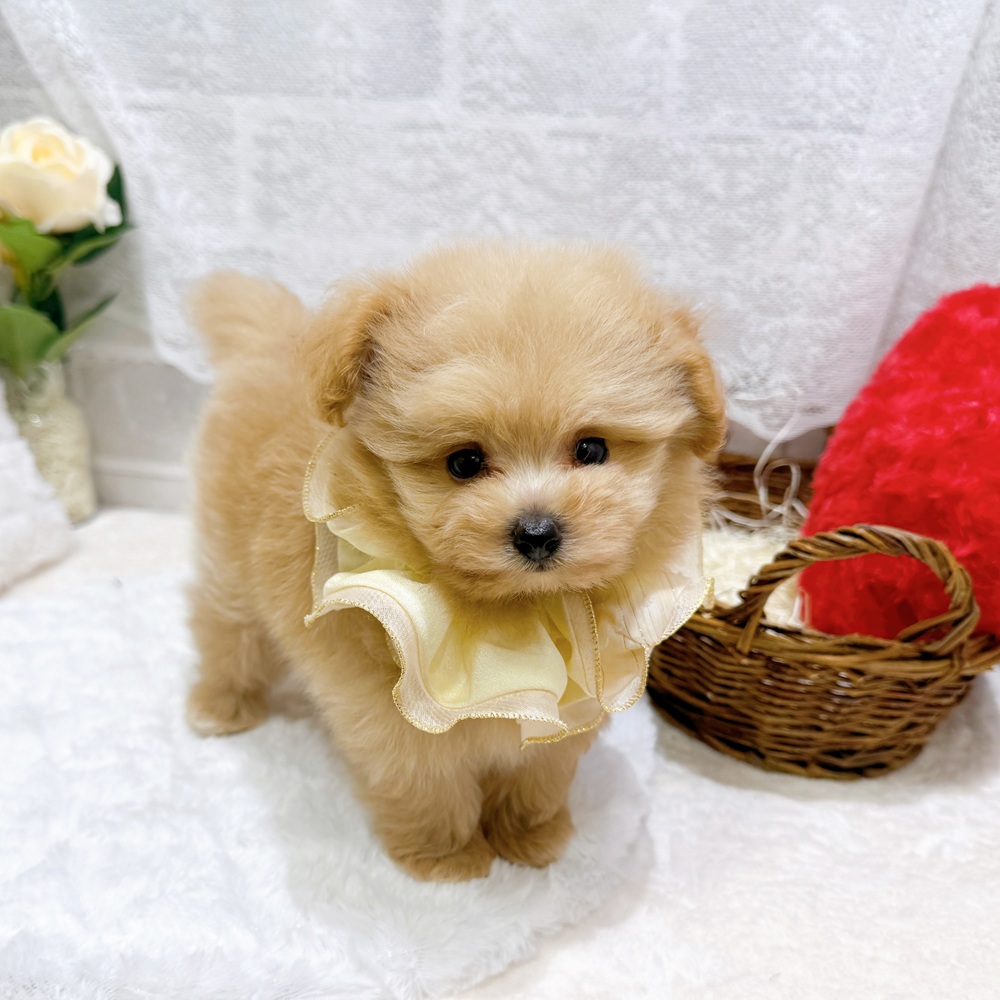 滋賀県のポメプー(ポメラニアン×プードル) (犬の家＆猫の里長浜店/2026年4月22日生まれ/男の子/クリーム)の子犬の2枚目の画像