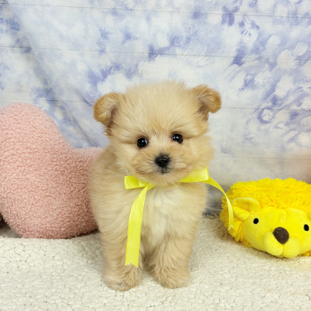 兵庫県のポメプー(ポメラニアン×プードル) (犬の家＆猫の里川西店/2026年4月22日生まれ/男の子/クリーム)の子犬の2枚目の画像