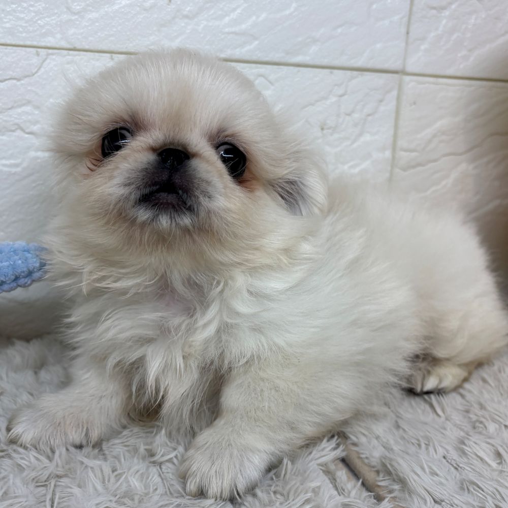 兵庫県のペキニーズ (犬の家＆猫の里ゆめタウン姫路店/2026年4月15日生まれ/男の子/クリーム)の子犬の2枚目の画像