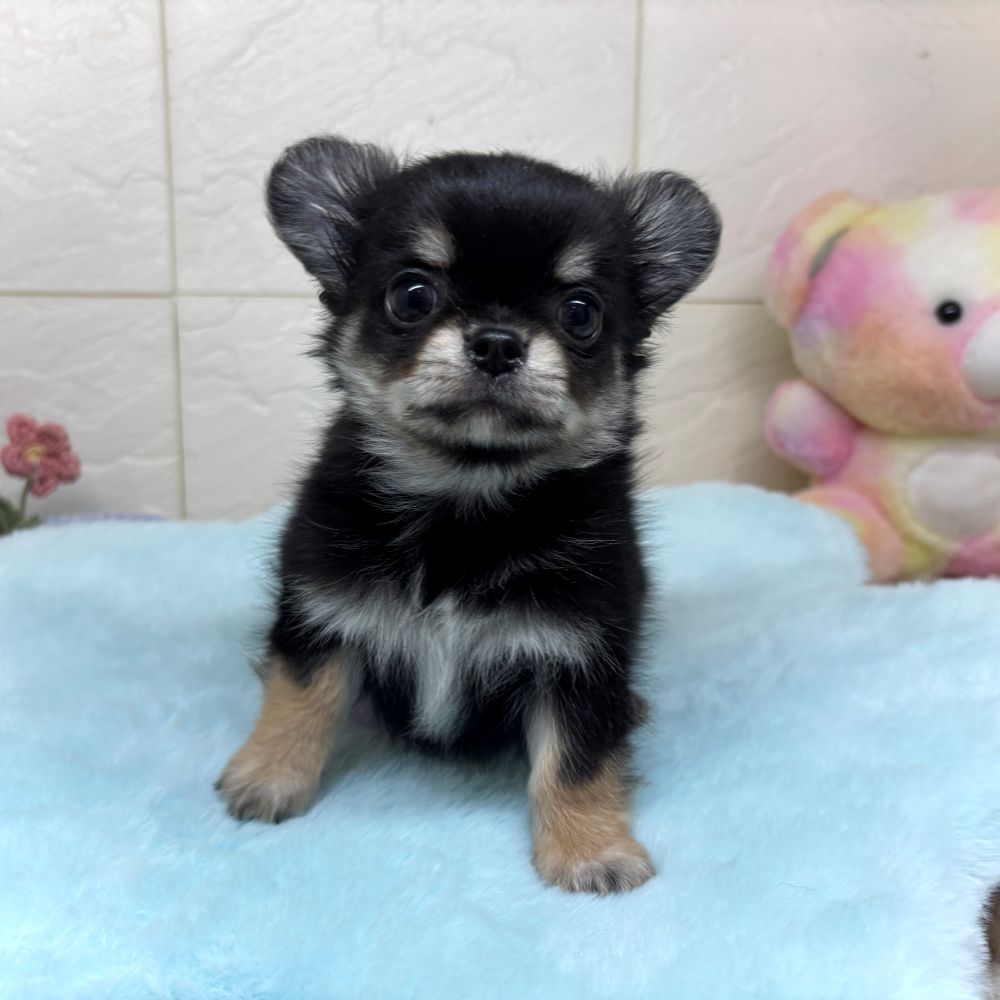 兵庫県のチワワ(ロング) (犬の家＆猫の里ゆめタウン姫路店/2026年4月22日生まれ/男の子/ブラックタン)の子犬の2枚目の画像