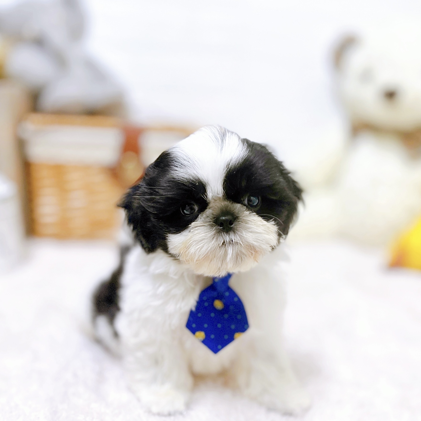 滋賀県のシーズー (犬の家＆猫の里近江八幡店/2026年4月19日生まれ/男の子/ブラックホワイト)の子犬の2枚目の画像
