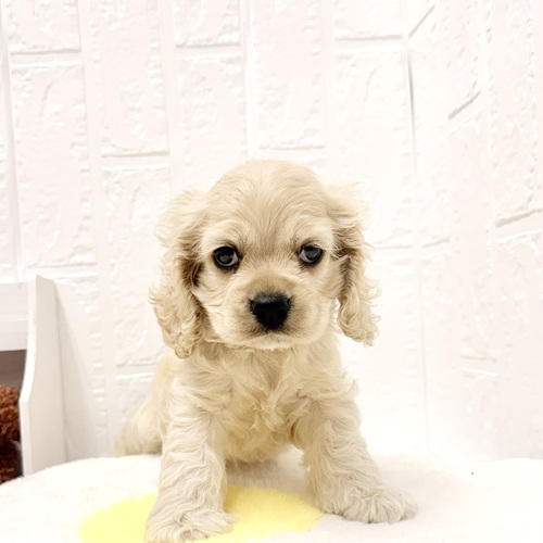 愛知県のアメリカンコッカースパニエル (犬の家＆猫の里豊川インター店/2026年4月24日生まれ/男の子/バフ)の子犬の1枚目の画像